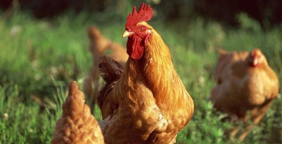 養雞撿錢的時代結束了