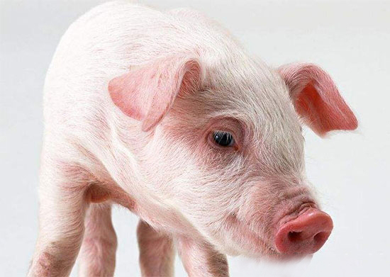 養殖戶如何提高仔豬成活率