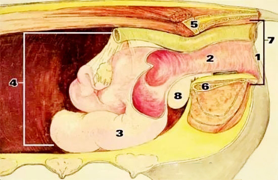 母豬産道及助産技巧