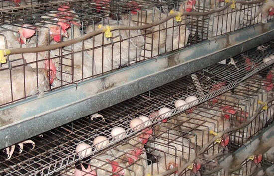 蛋雞補鈣較适宜在下午