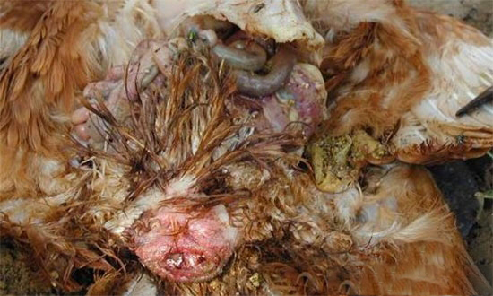 蛋雞洩殖腔脫出的原因淺析