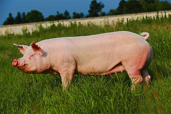 生豬服藥後有十大忌口飼料
