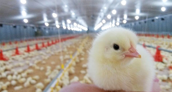 春季雛雞傳染性支氣管炎的臨床症狀分析