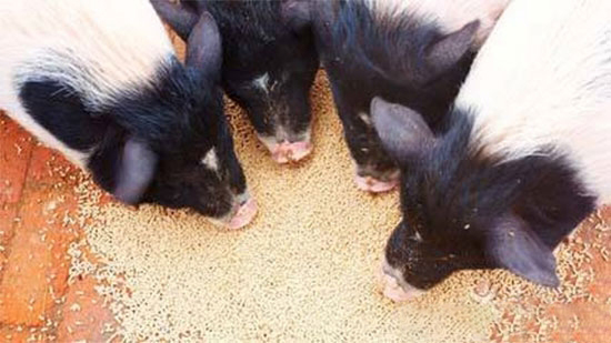 生料喂豬的八大注意事項