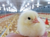 春季雛雞傳染性支氣管炎的臨床症狀分析