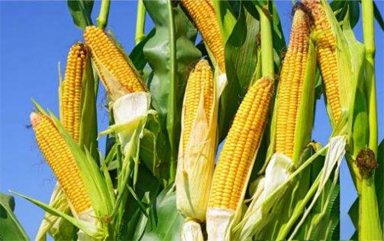 國家四招讓今年今年玉米收益高于大豆？