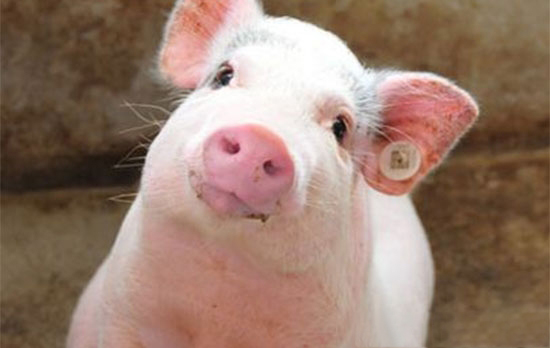 必需微量元素對于豬生長的重要性