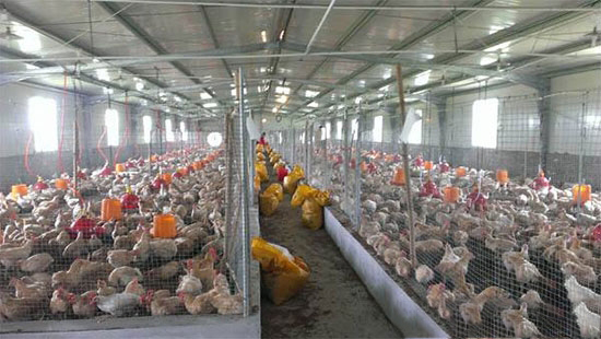 雞場呼吸道病多發的八大原因