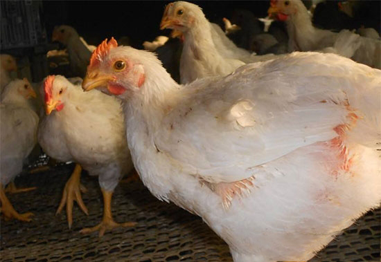 雞氣囊炎的綜合防治措施