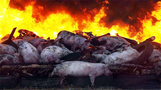 進一步加強非洲豬瘟風險防範工作的緊急通知