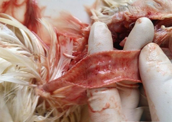 雞傳染性喉氣管炎如何鑒别診斷？