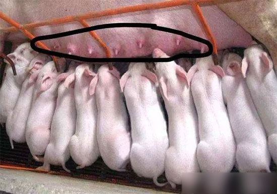 母豬無乳或少乳的防治措施