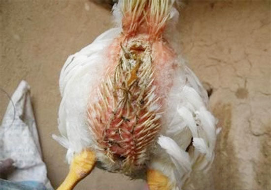 初産蛋雞水樣腹瀉的原因及防治