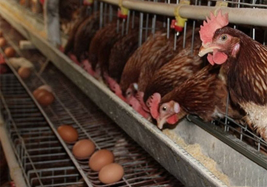 蛋雞病毒性疾病免疫的誤區