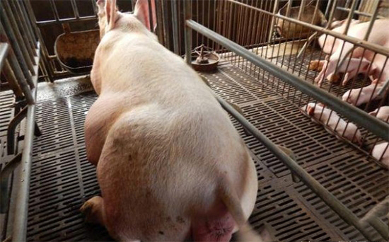 母豬對飼料品質、飲水的要求很高