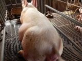母豬對飼料品質、飲水的要求很高