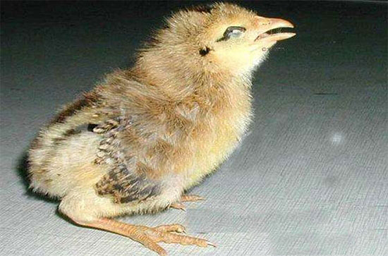 淨化黴形體病的方法