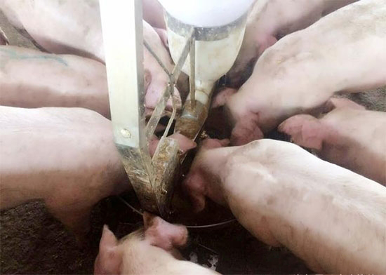 豬場用飼喂器的差異及采食時間控制