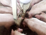 豬場用飼喂器的差異及采食時間控制