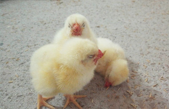 肉雞出現嗉囊阻塞
