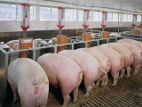 規模化豬場育肥豬的管理要點