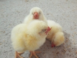 肉雞出現嗉囊阻塞