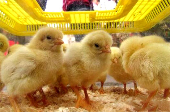 如何預防蛋雞曲黴菌病