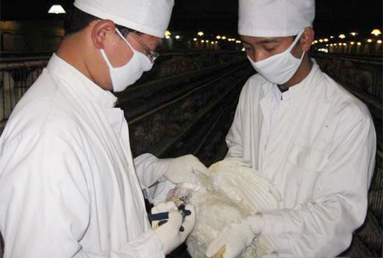 蛋雞免疫失敗該如何補救？