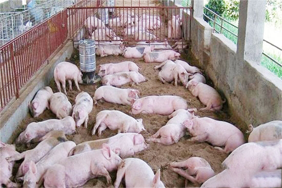 食鹽過少對生豬的危害及預防