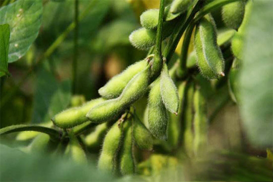 大豆喜迎種植春天