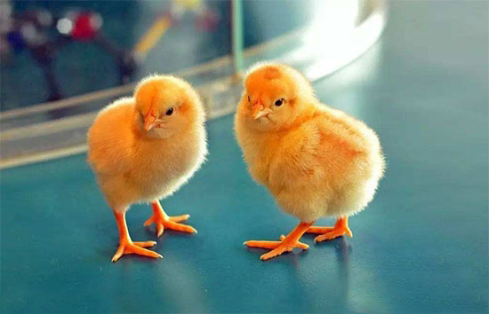 雞球蟲病及治療方法