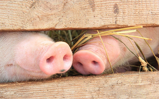 巧用六招養豬