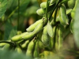 大豆喜迎種植春天