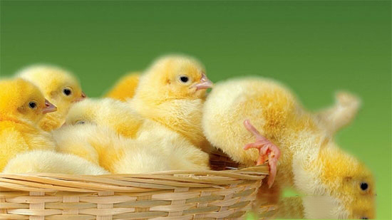 雞白痢的防治方法