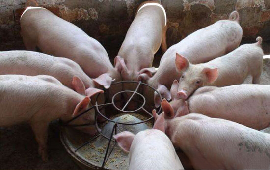豬飼料要添加蛋氨酸和賴氨酸