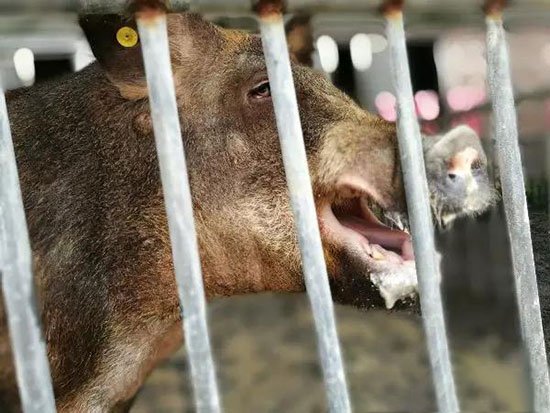 種公豬該如何順利渡夏