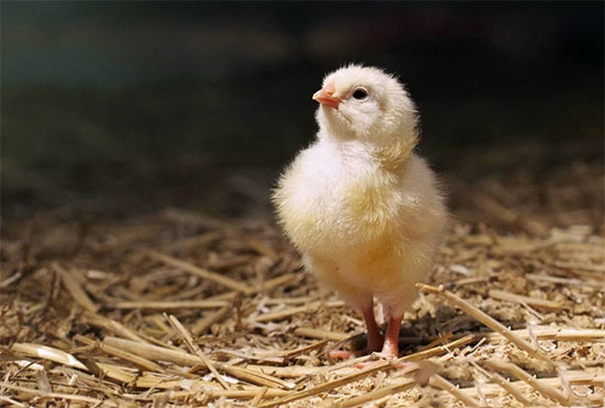 雞異刺線蟲和組織滴蟲混合感染的診治