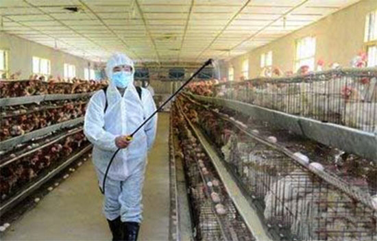 規模化蛋雞場免疫程序設計