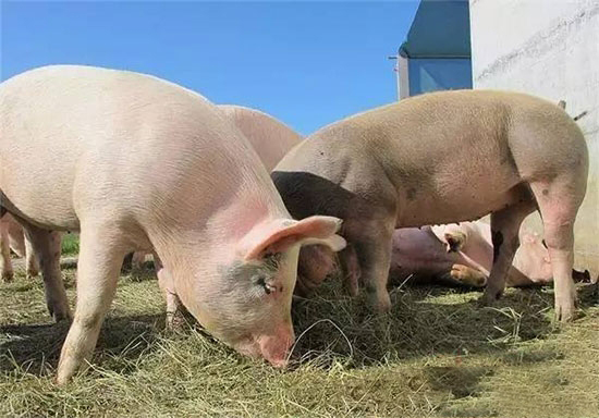 散戶飽嘗補欄天價仔豬苦果