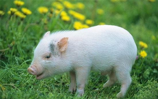 如何照顧新生仔豬