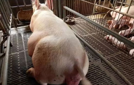 母豬産完有什麼表現呢?