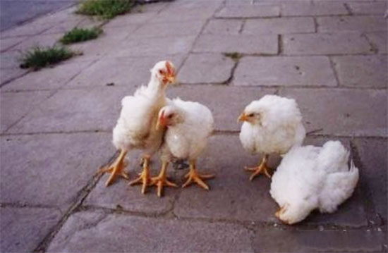 細菌病的八大症狀分析