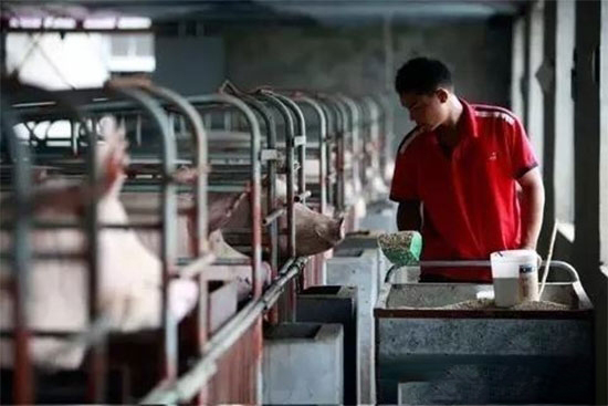 禁養:中國養殖業資本化的大躍進