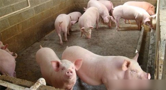 養大豬危險，不壓欄可惜