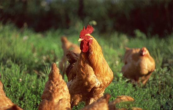 常見雞病的藥物選擇