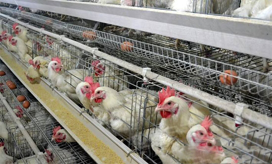 食鹽中毒的原因分析及防治