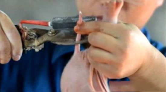 綜合分析仔豬斷尾的利與弊