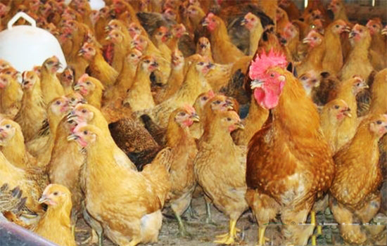 雞群投藥的分析要點