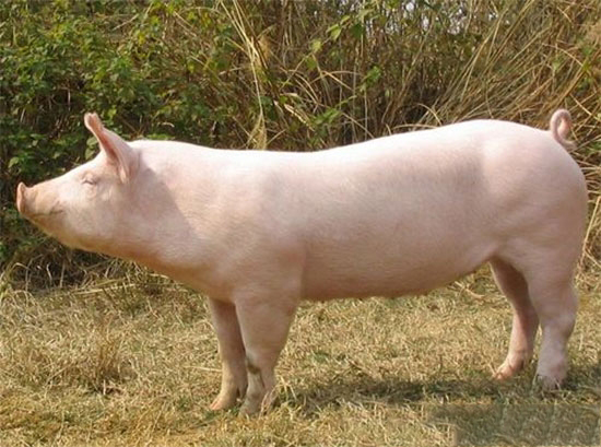 引起後備母豬不發情的原因