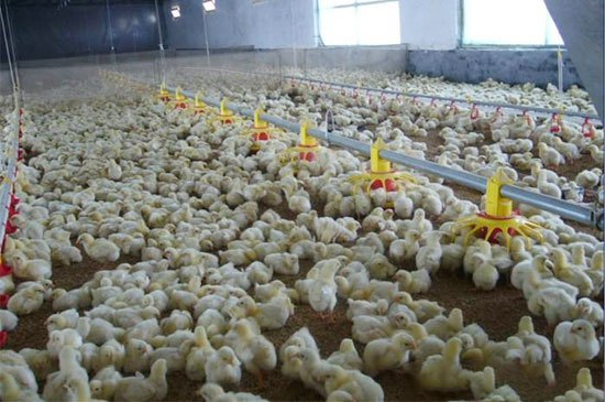 雞舍溫度對肉雞生長的影響